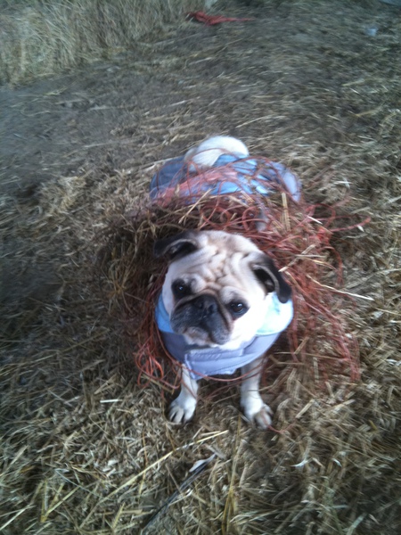 Pogo - "Whaaaat...  I just took a roll in the hay..."