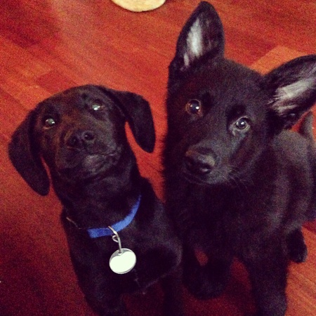 Scout and Zues 