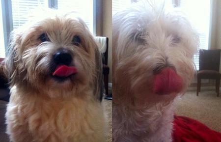Steven & Bella - Trading Kisses For Donations!
