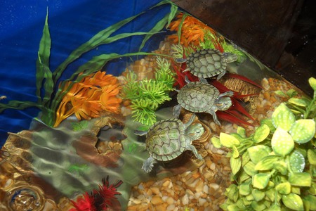 Larry, Curly and Moe