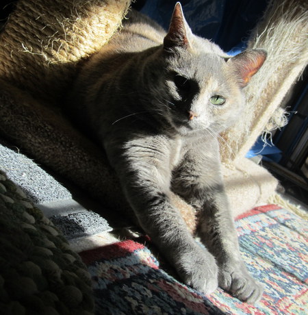 Entry image for Melosa. Clicking this image will show a larger photo