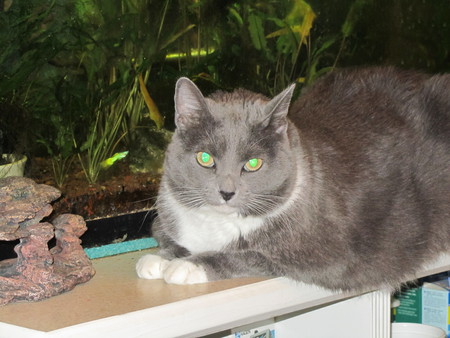 Entry image for Gabby. Clicking this image will show a larger photo