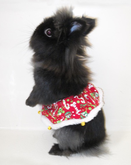 Entry image for Tribble. Clicking this image will show a larger photo