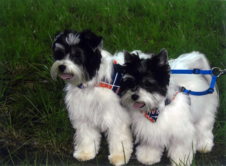 Entry image for Zoe & Zack. Clicking this image will show a larger photo