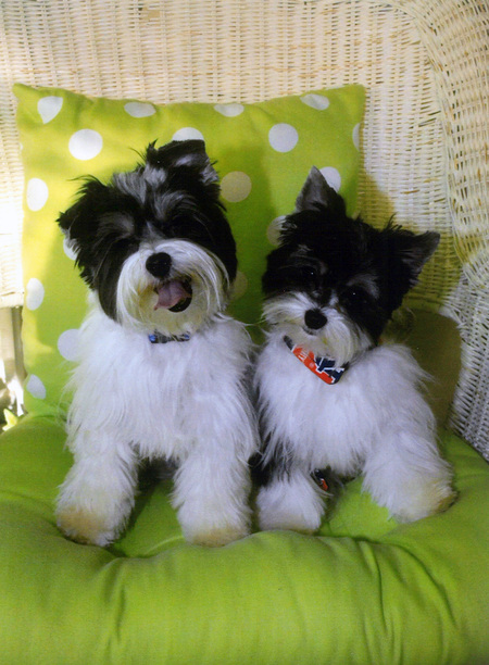 Entry image for Zoe & Zack. Clicking this image will show a larger photo