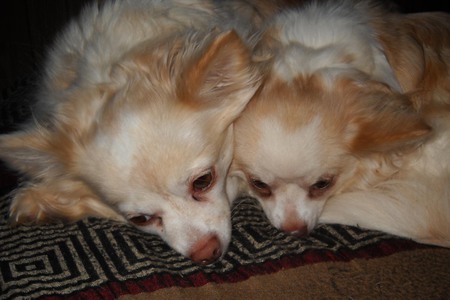 Entry image for Molly and Dolly. Clicking this image will show a larger photo