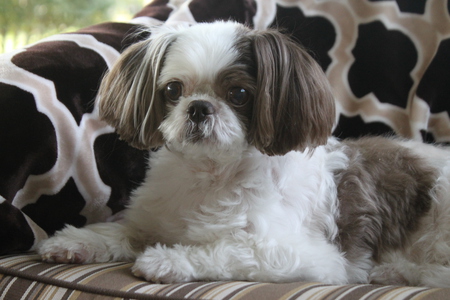 Entry image for Zoe. Clicking this image will show a larger photo
