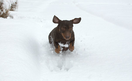 Entry image for Kobe. Clicking this image will show a larger photo