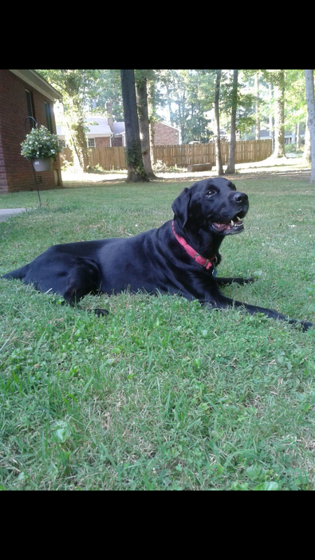 Entry image for Hunter. Clicking this image will show a larger photo