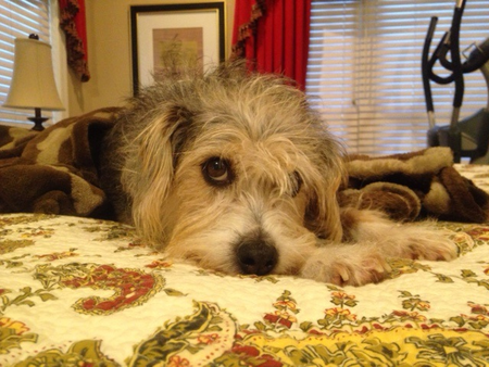 Entry image for Skippy. Clicking this image will show a larger photo