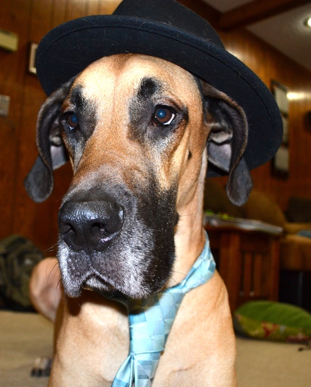 Entry image for Duke. Clicking this image will show a larger photo
