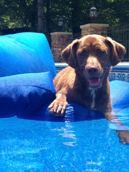 Entry image for Hank. Clicking this image will show a larger photo