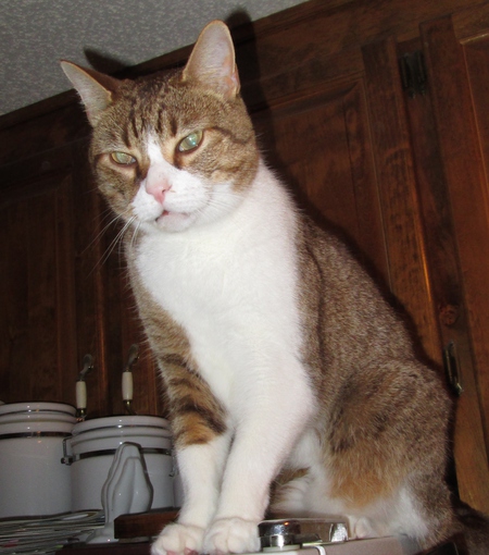 Entry image for Jake. Clicking this image will show a larger photo