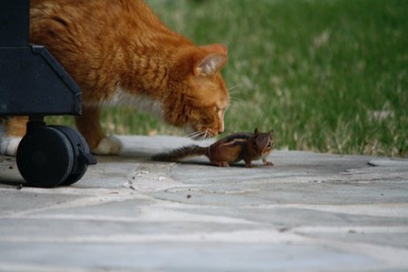 Entry image for Mighty. Clicking this image will show a larger photo