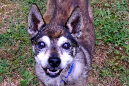 Entry image for Toby. Clicking this image will show a larger photo