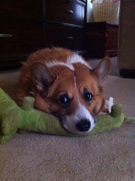 Entry image for Tanner. Clicking this image will show a larger photo