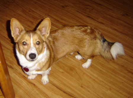Entry image for Ollie. Clicking this image will show a larger photo