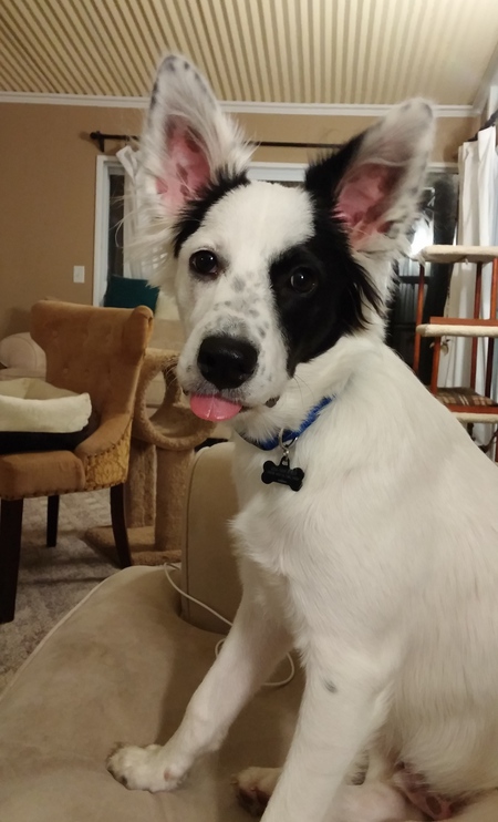 Entry image for Tucker. Clicking this image will show a larger photo