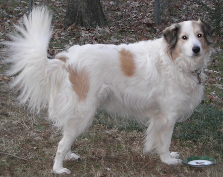 Entry image for Dollie the Collie. Clicking this image will show a larger photo