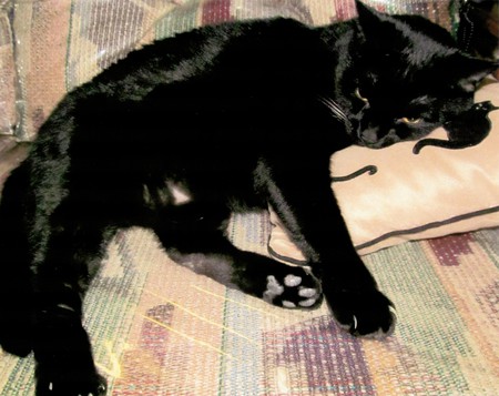 Entry image for Freddy. Clicking this image will show a larger photo