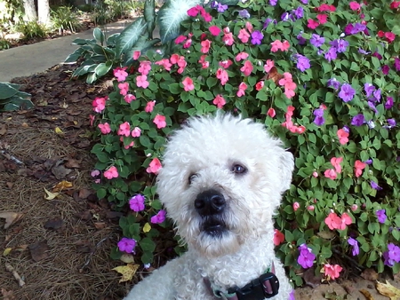 Miss Pearl
