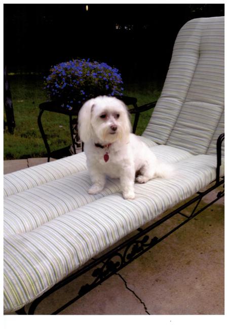Entry image for Bella. Clicking this image will show a larger photo