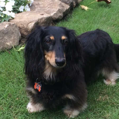 Entry image for Bella. Clicking this image will show a larger photo