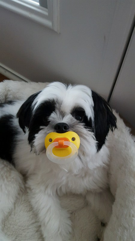 Entry image for Sam. Clicking this image will show a larger photo