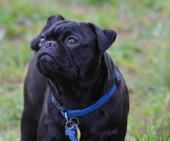 Entry image for Frank. Clicking this image will show a larger photo