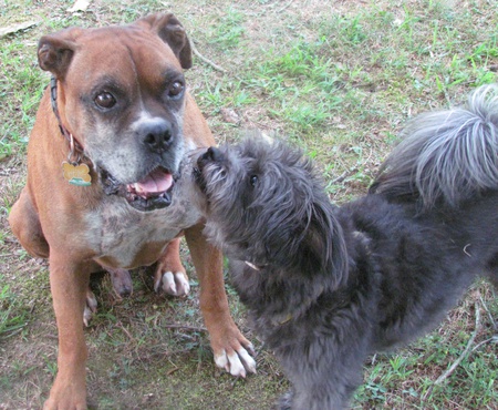 Bud and Scrappy