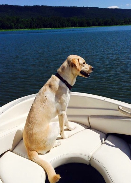 Entry image for Rosie. Clicking this image will show a larger photo