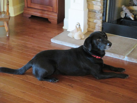 Entry image for Molly. Clicking this image will show a larger photo