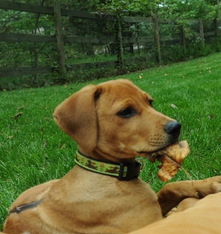 Entry image for Finn. Clicking this image will show a larger photo