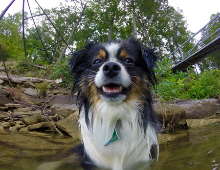 Entry image for Kovu Love. Clicking this image will show a larger photo