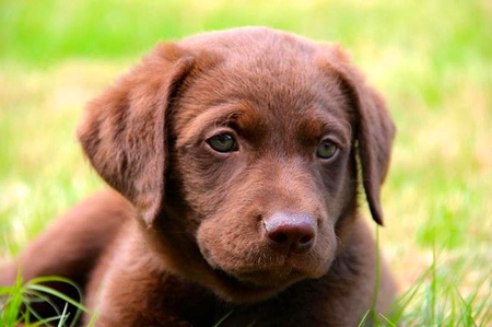 Entry image for Luci. Clicking this image will show a larger photo