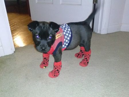 Entry image for Puppy-Love. Clicking this image will show a larger photo