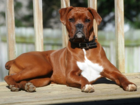 Entry image for Charlie. Clicking this image will show a larger photo