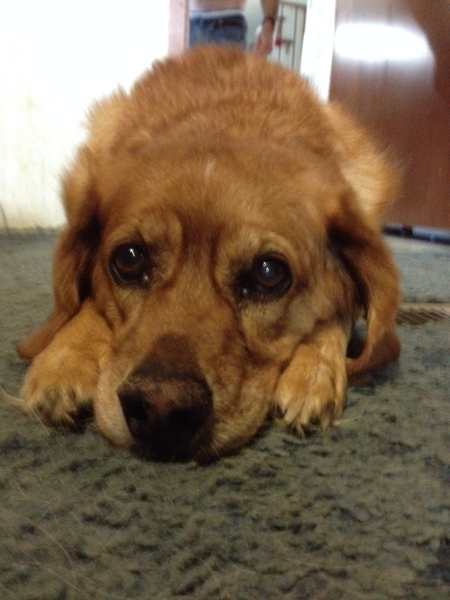 Howie