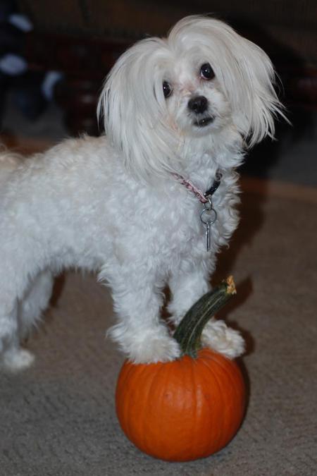 Entry image for Sophie. Clicking this image will show a larger photo