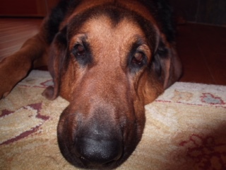 Entry image for Charlie. Clicking this image will show a larger photo