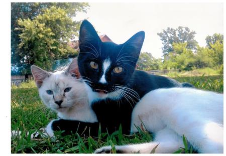 Hot Dogs And Cool Cats Calendar Hot Dogs And Cool Cats Calendar