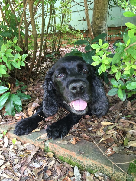 Entry image for Sam. Clicking this image will show a larger photo