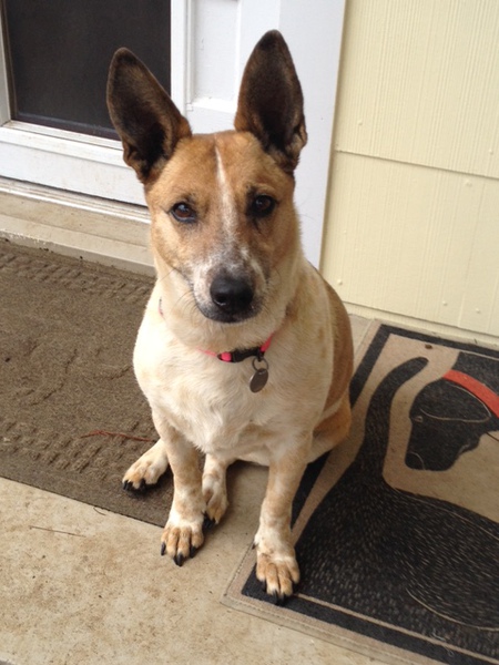 Entry image for Wendy the Foster Pup. Clicking this image will show a larger photo