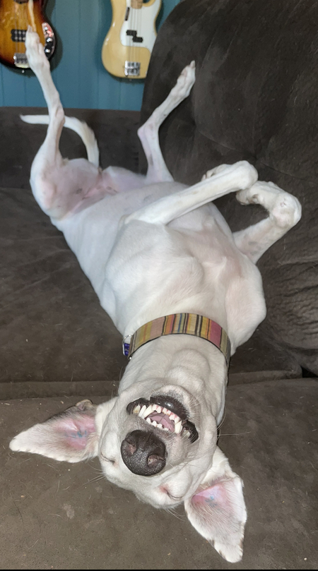 Crazy Callie the Landshark