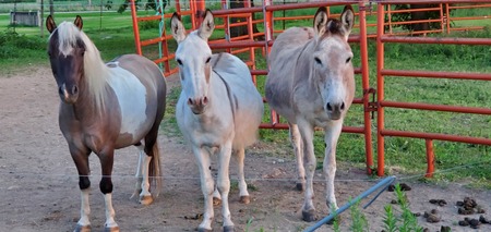 Willie, Nacho, Pedro