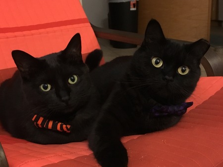 Tarkin (L) and Maz (R)