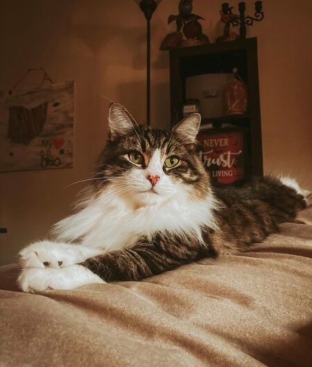 Arya