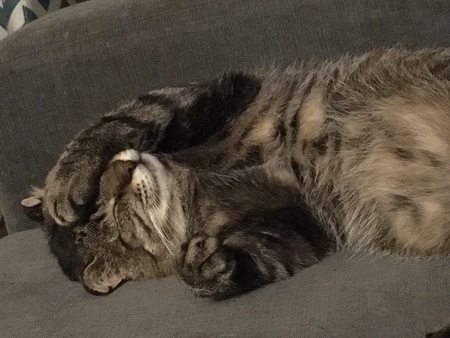 Rufus