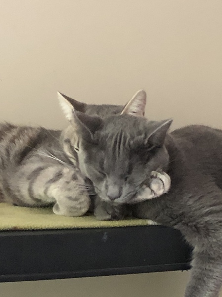 Rum-Tum and Ziggy