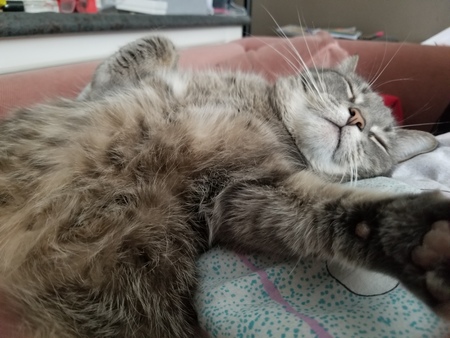 Leia